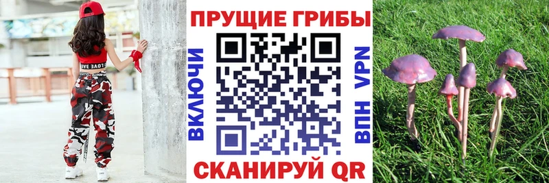 купить наркоту Дубовка Псилоцибиновые грибы GOLDEN TEACHER